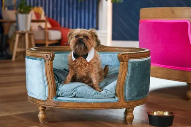 Meet Russel the Brussel from Pooch Perfect