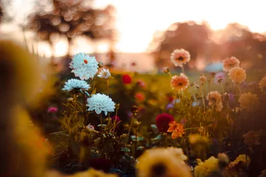 3 plants that power up in March