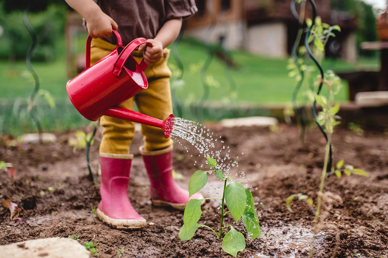 watering a plant