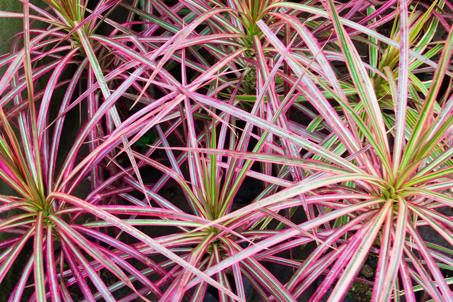 dracaena