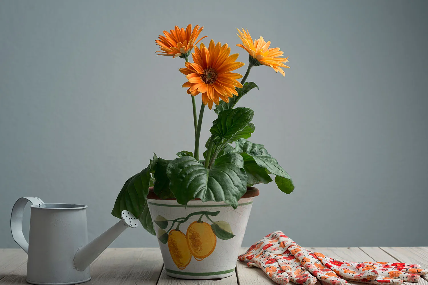 daisies