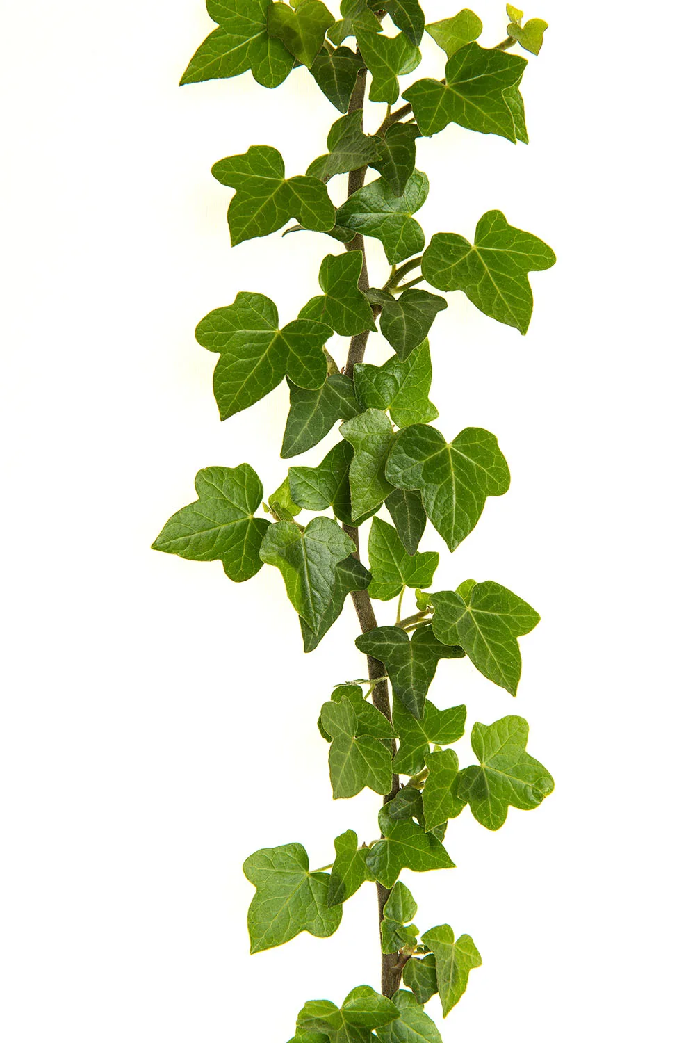 english ivy