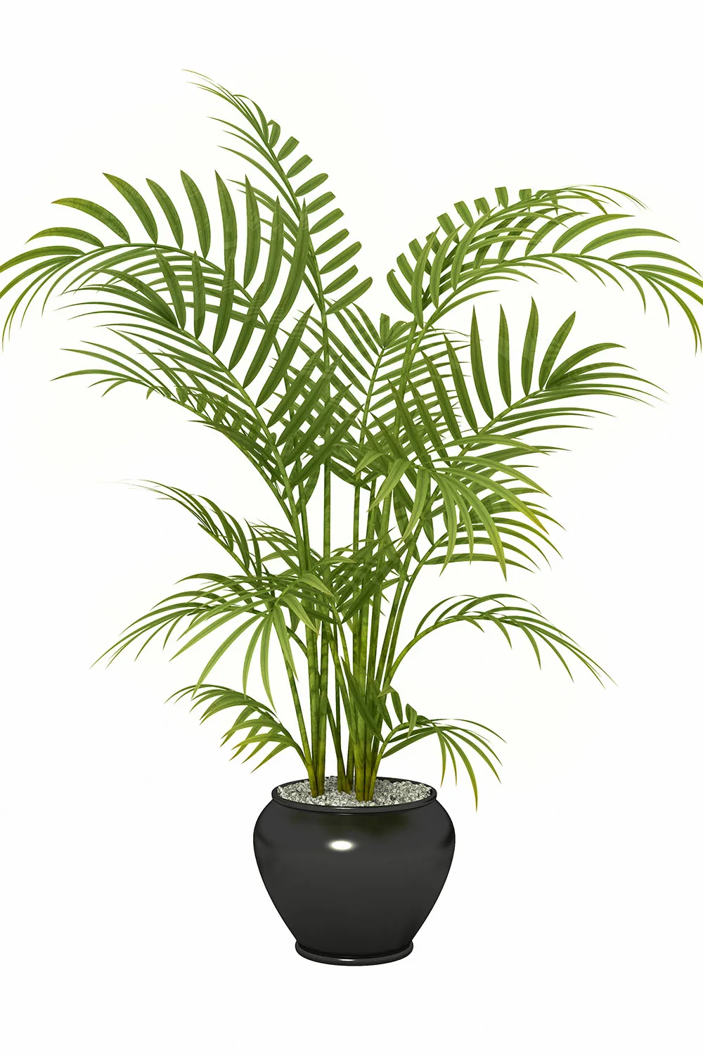bamboo palm