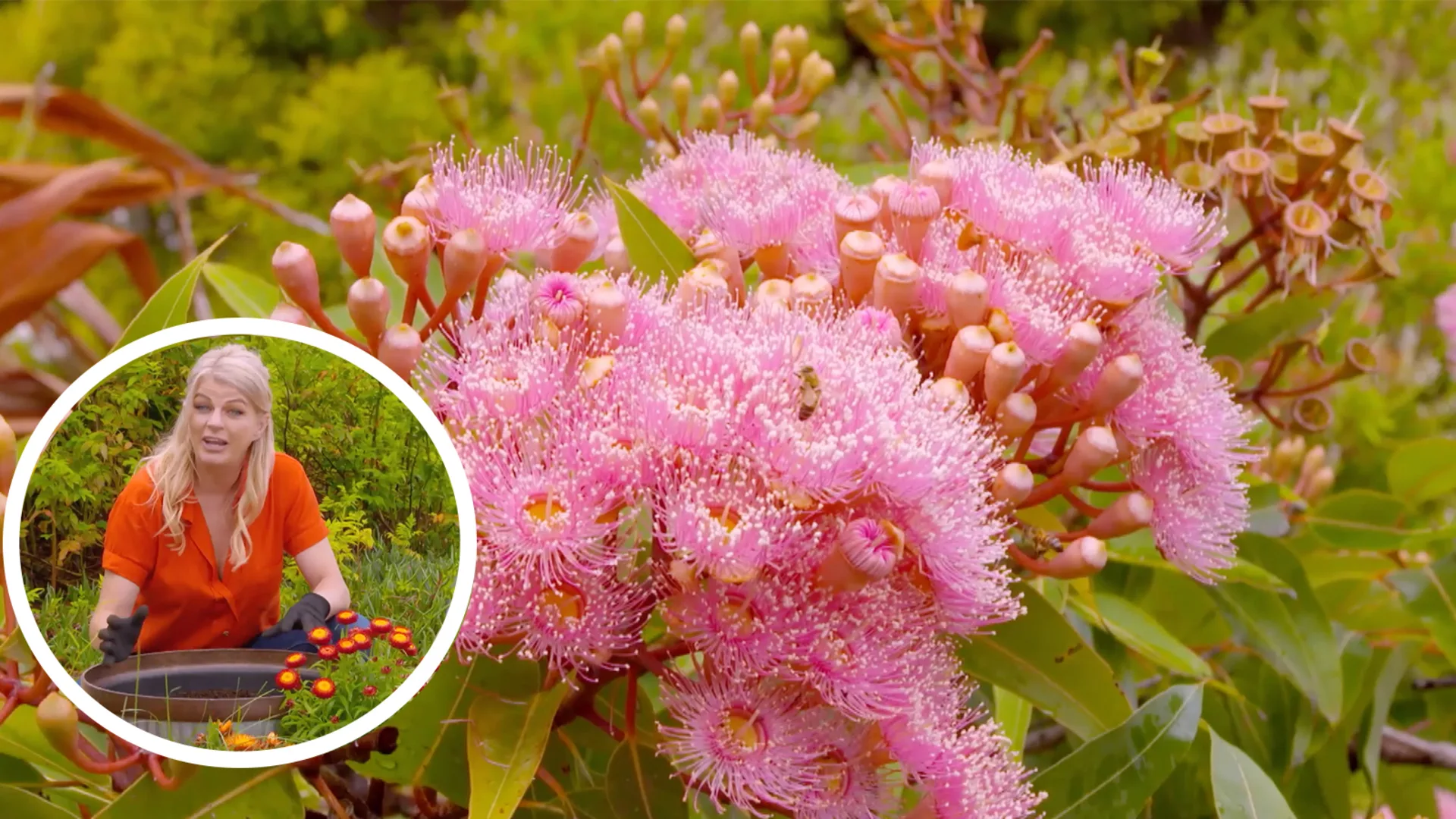 Melissa King’s favourite native flowers