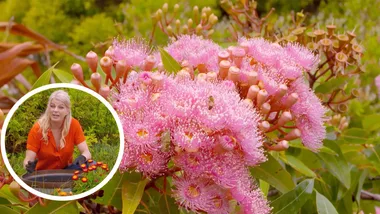 Melissa King’s favourite native flowers