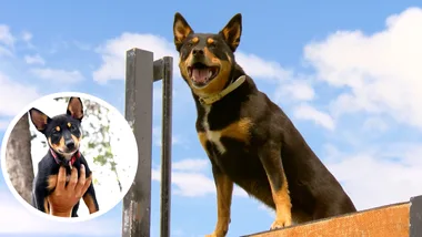 Meet Nimble the athlete Kelpie