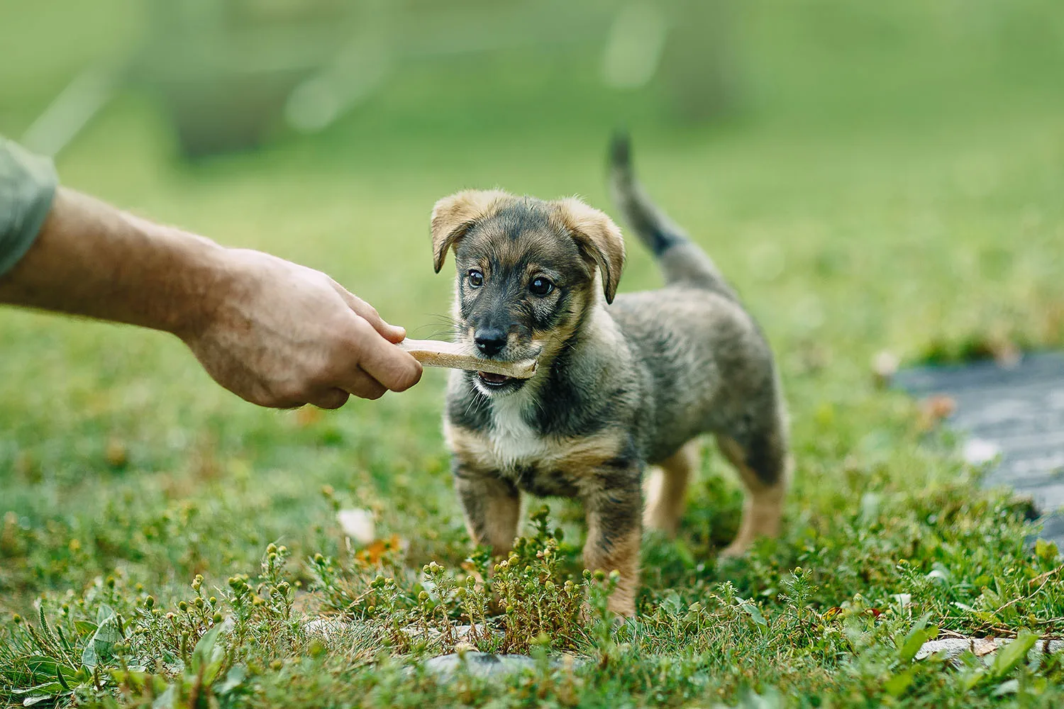 puppy with treat