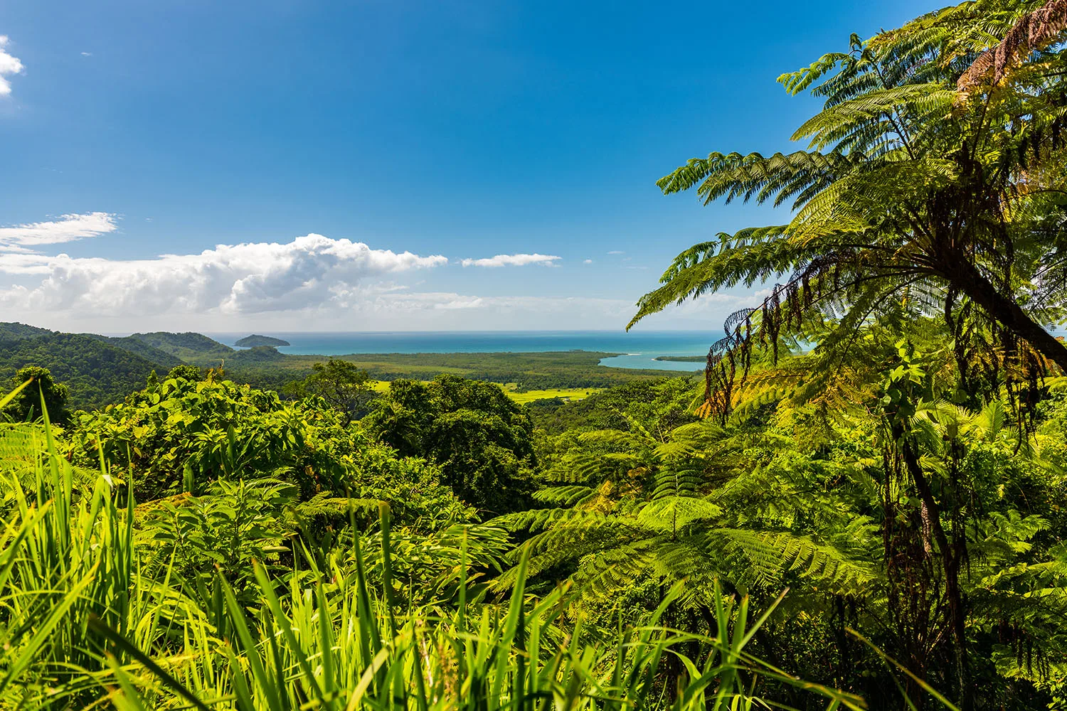 daintree rainforest