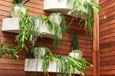 How to create an affordable green wall