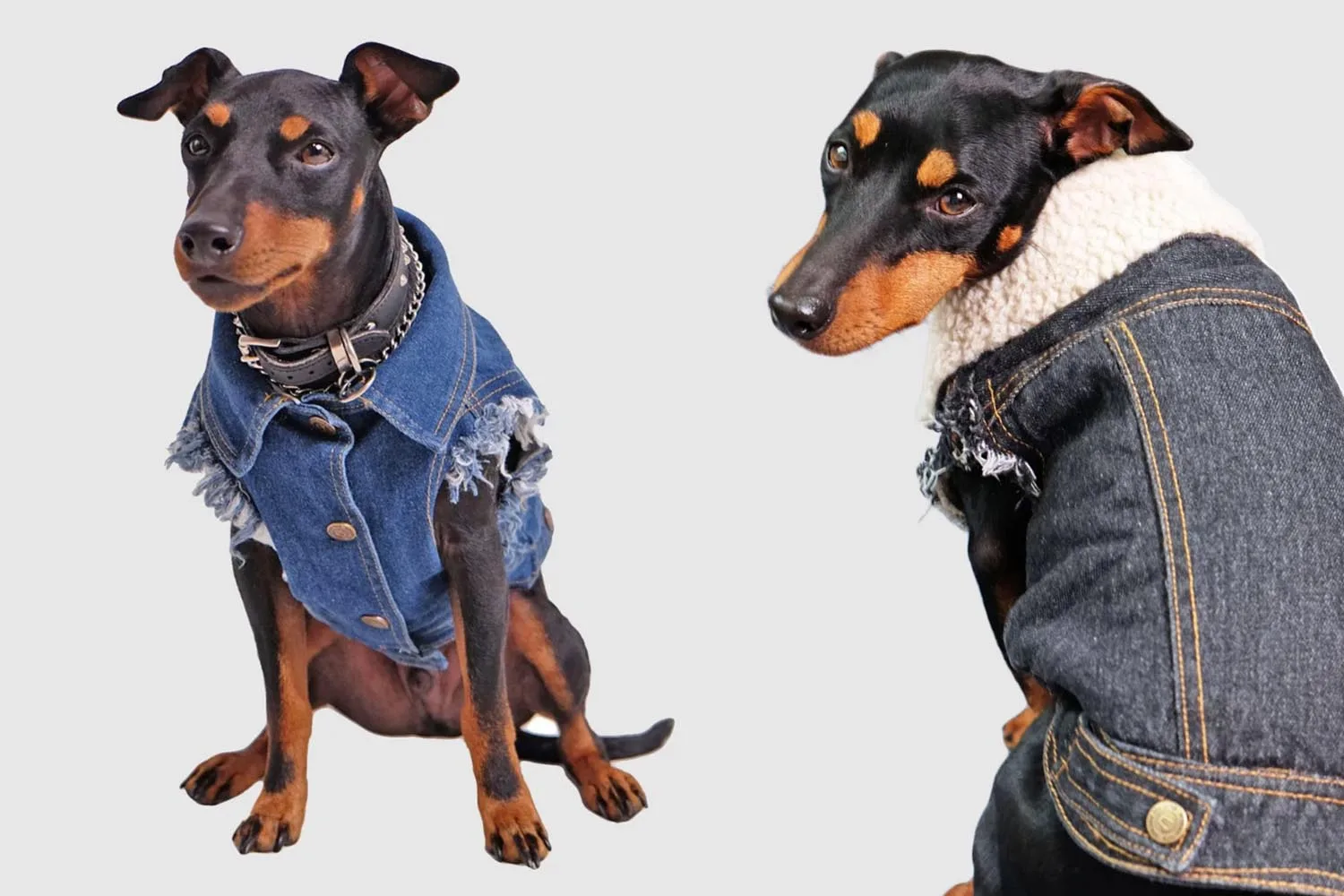 dog in denim jacket