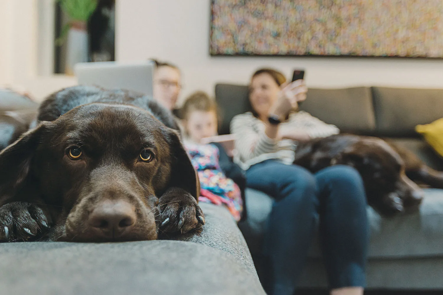 dog sitting on couch