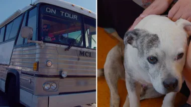 Dr Harry meets a Staffy with a fear of buses