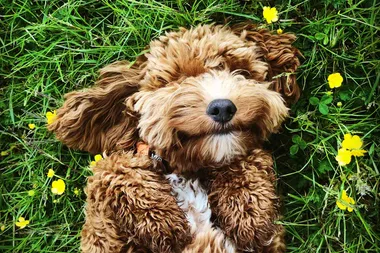 Can my pet contract or spread the COVID-19 coronavirus?