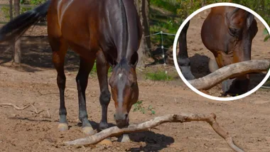 Dr Harry’s tips for coping with a food-stealing horse