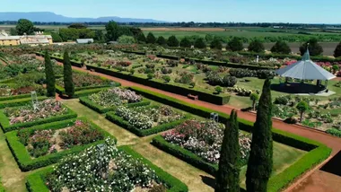 Tour through Tassie’s Woolmers Estate Rose Garden with Graham