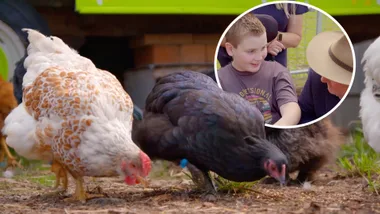 Meet an 11-year-old chook-a-holic
