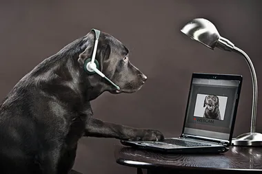 Dogs Working From Home is the only Instagram you need right now