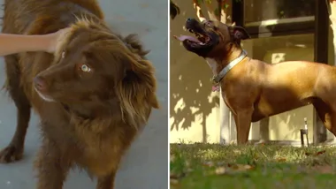 Dr Harry’s mischievous pups