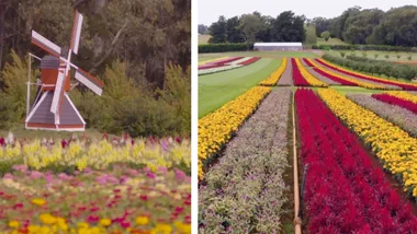 Take a tour of the Kabloom Festival of Flowers with Graham