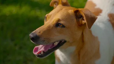 Dr Harry meets a ball-obsessed Jack Russell
