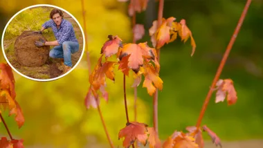 Charlie’s top gardening tips for autumn