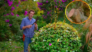 How to prune roses and buxus bushes