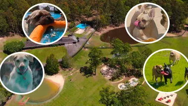 Dr Harry visits a dream doggie day care