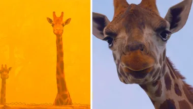 Dr Harry visits Mogo Wildlife Park