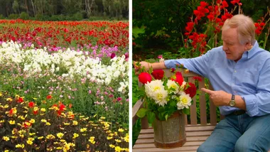 Gorgeous dahlias at Red Earth Bulb Farm