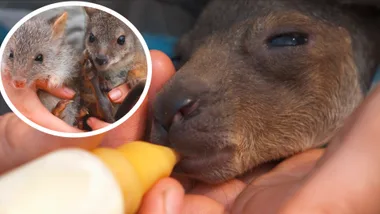 Dr Harry visits the Australian Reptile Park