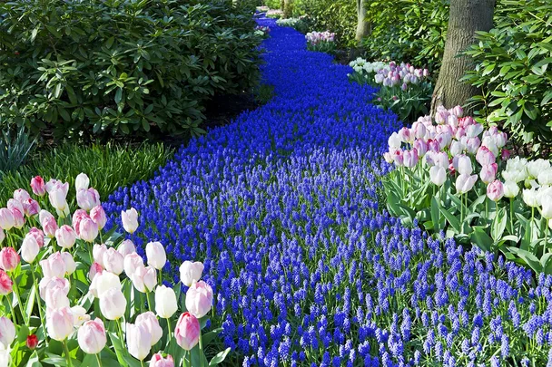 Kuekenhoff flower exhibit