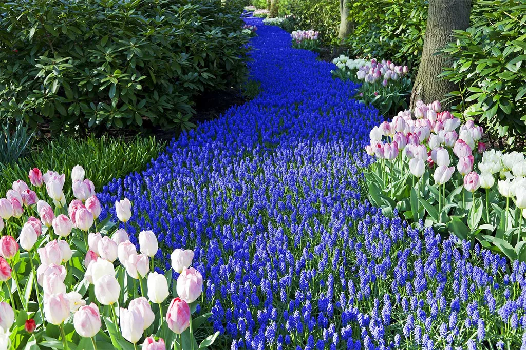 Kuekenhoff flower exhibit