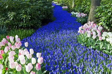 Kuekenhoff flower exhibit