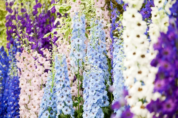 Delphiniums