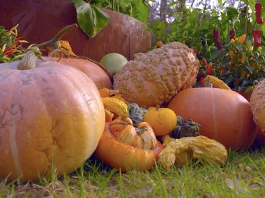 Melissa visits the Diggers’ Club at Heronswood Gardens It’s all about heirloom vegetables and fruit!