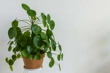 The 9 most instagrammed indoor plants in the world