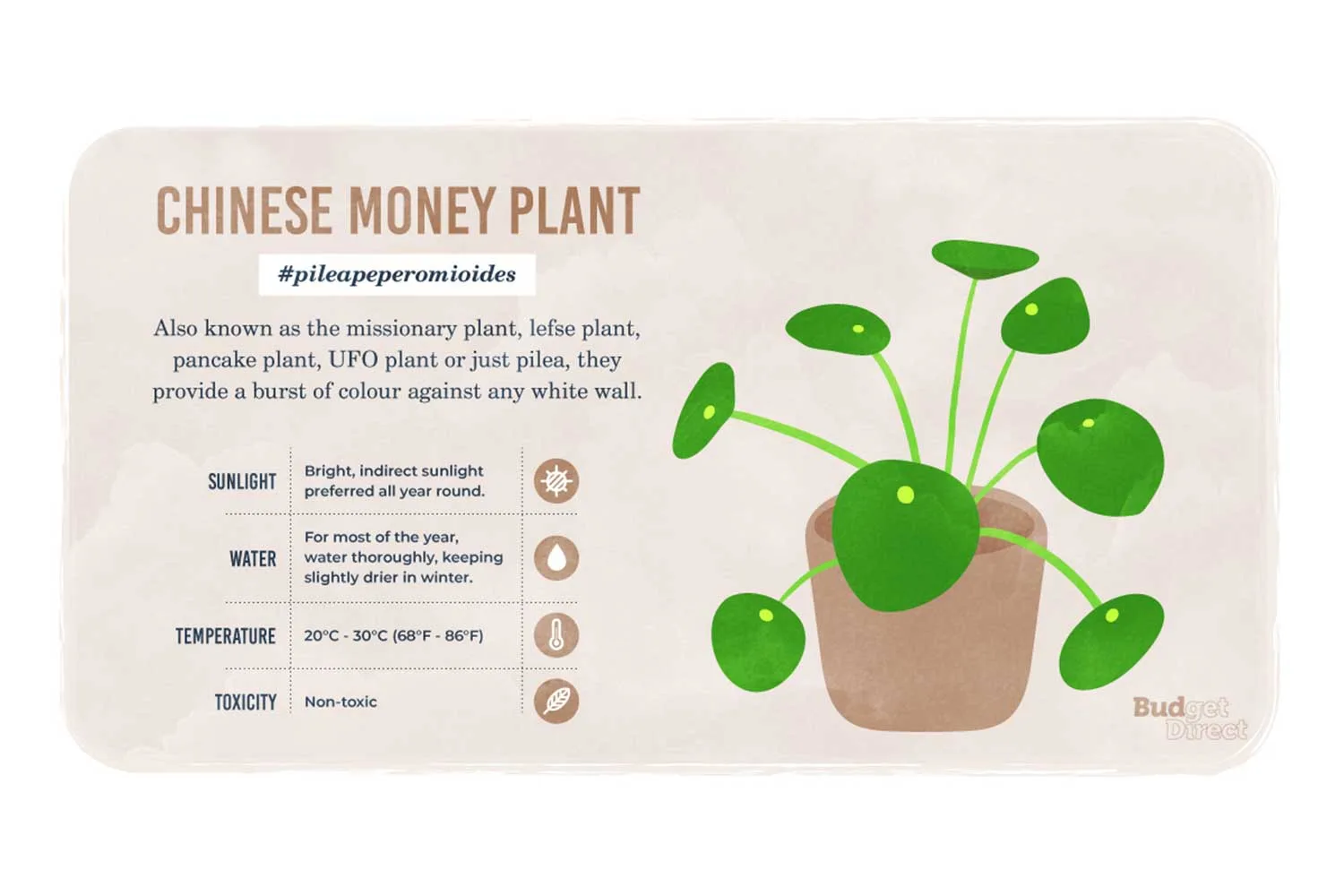 Chinese money plant