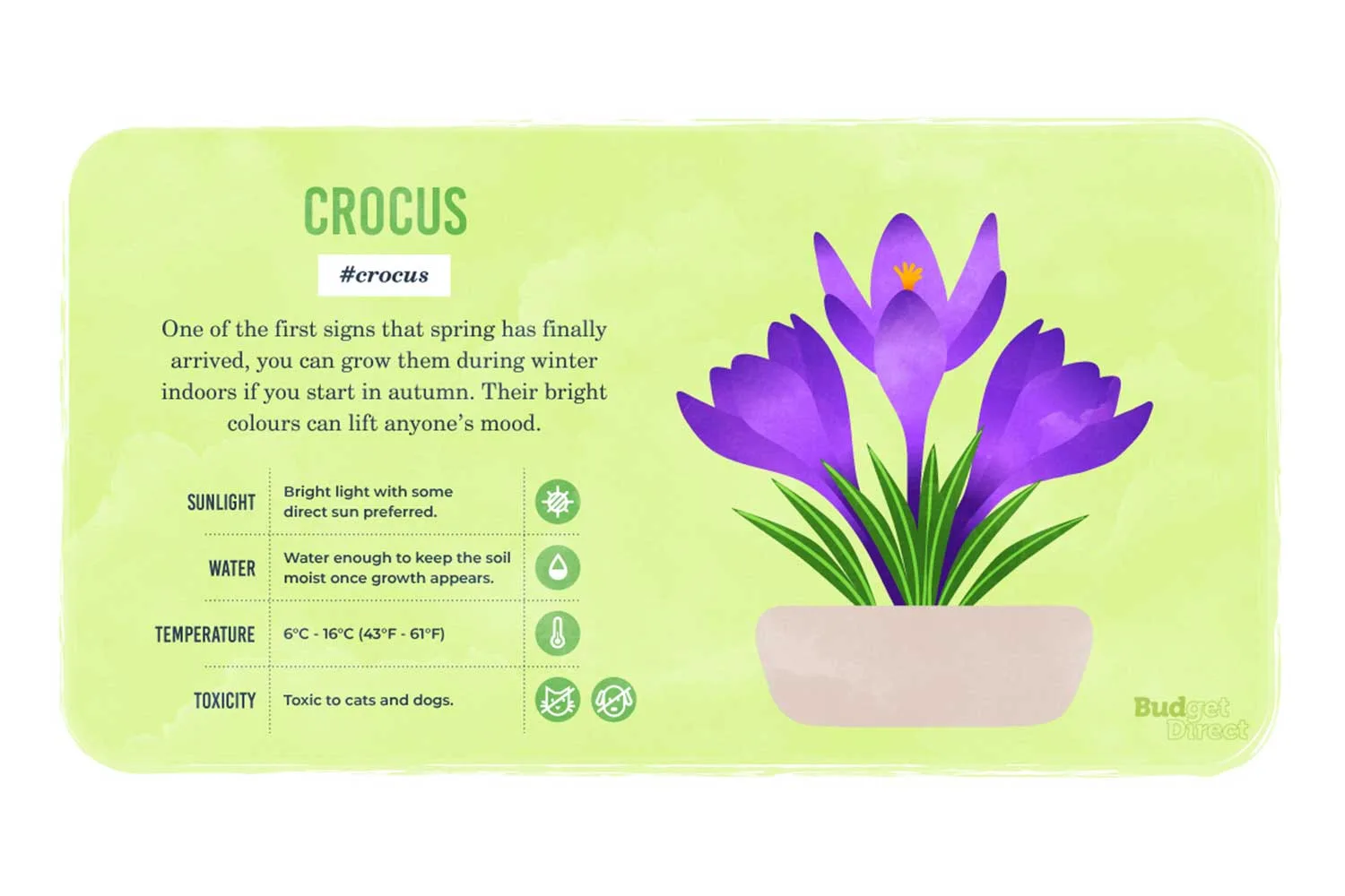 Crocus