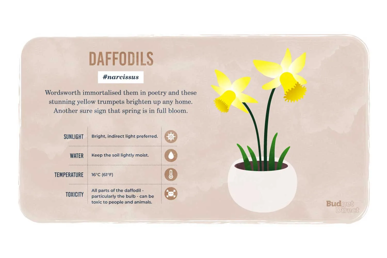 Daffodils