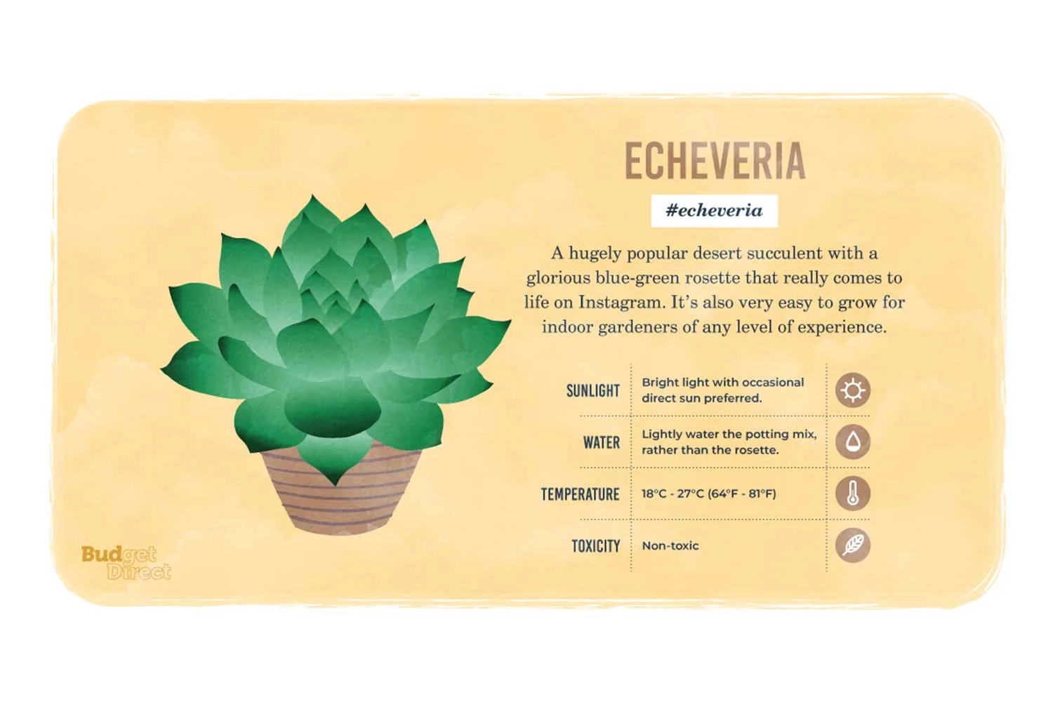 Echeveria
