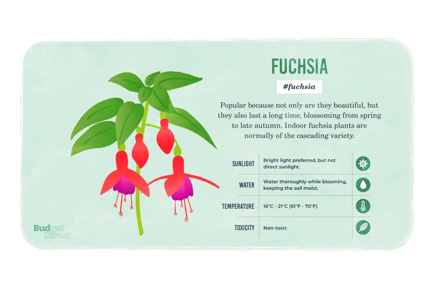 Fuschia