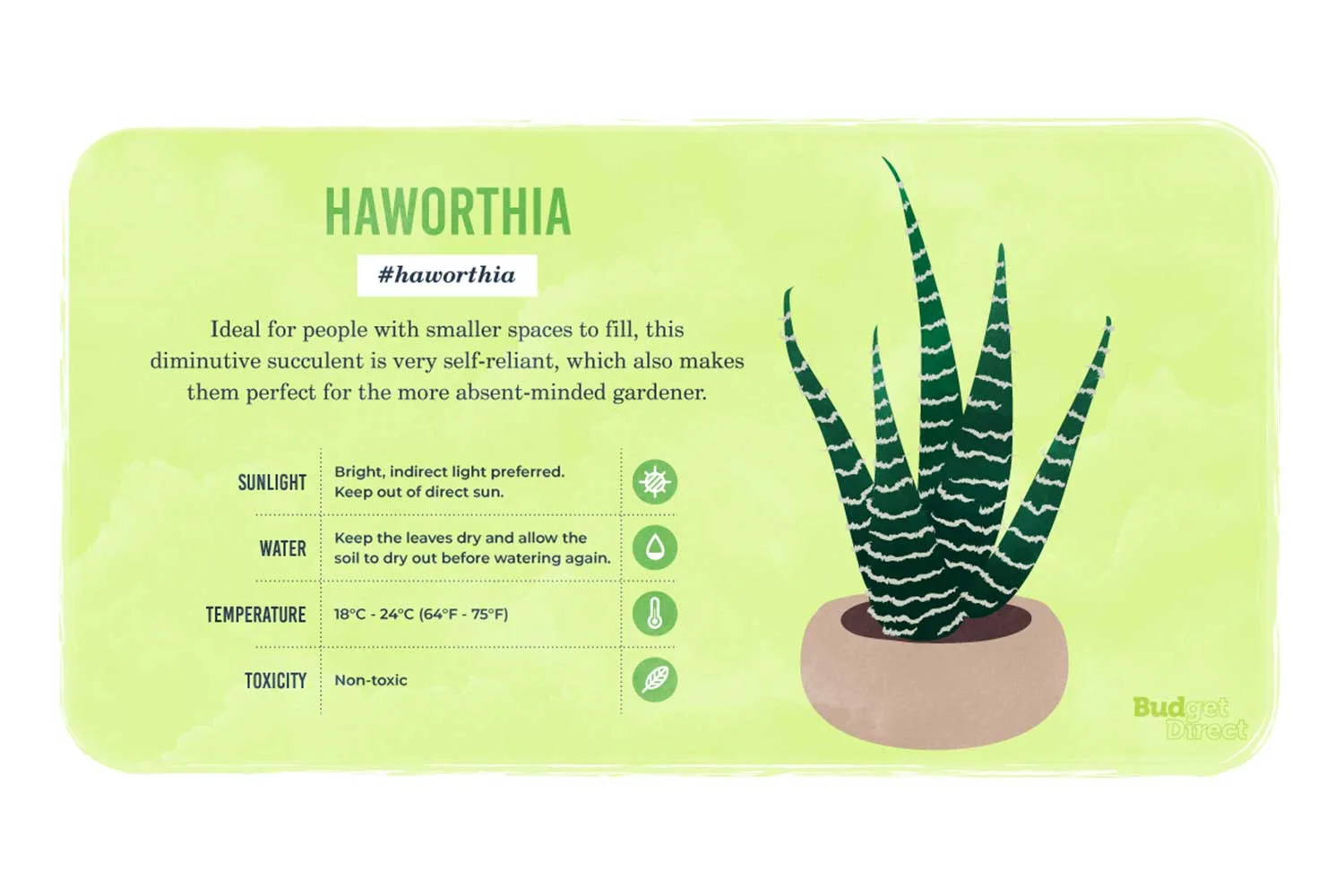 Haworthia