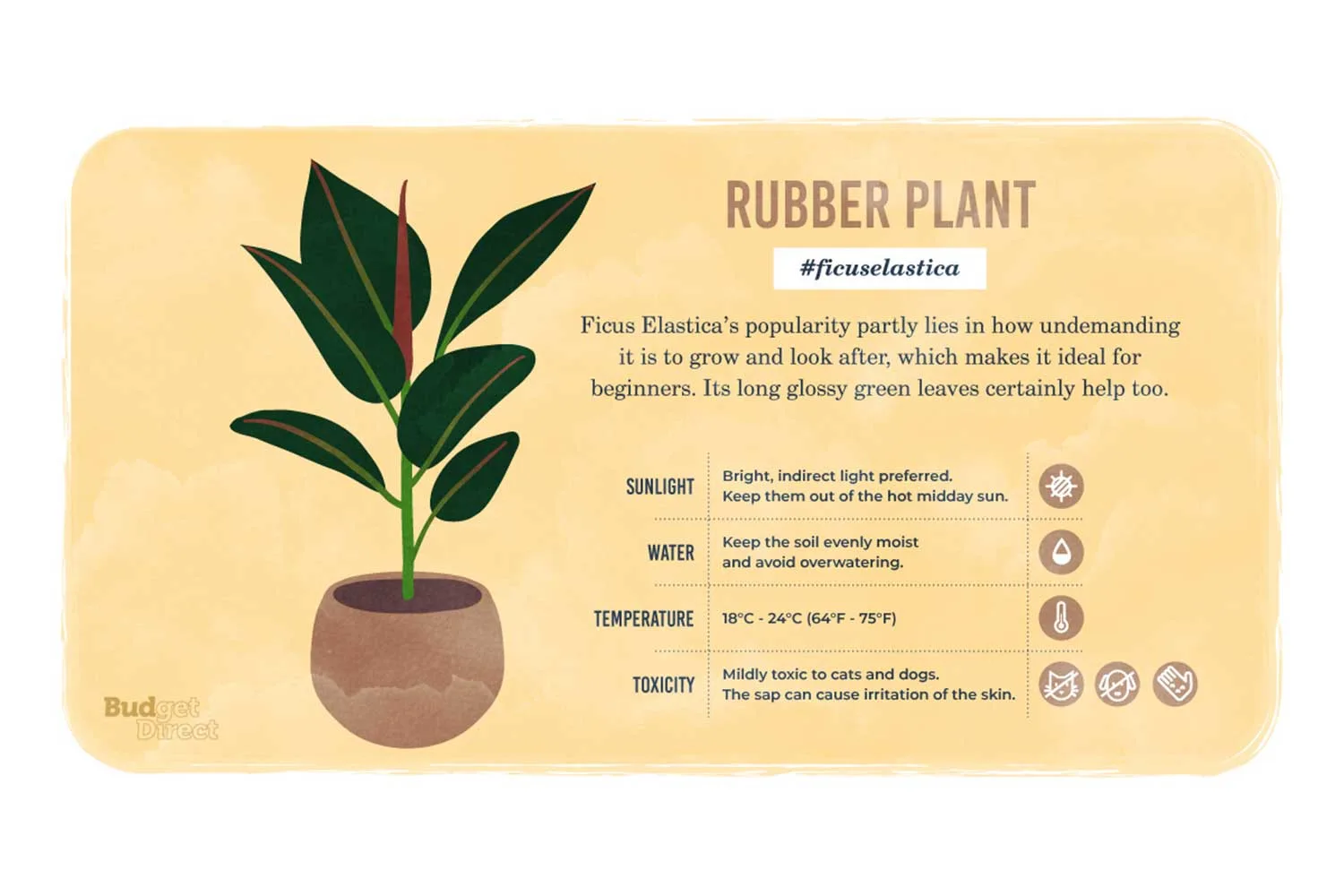 Rubber plant