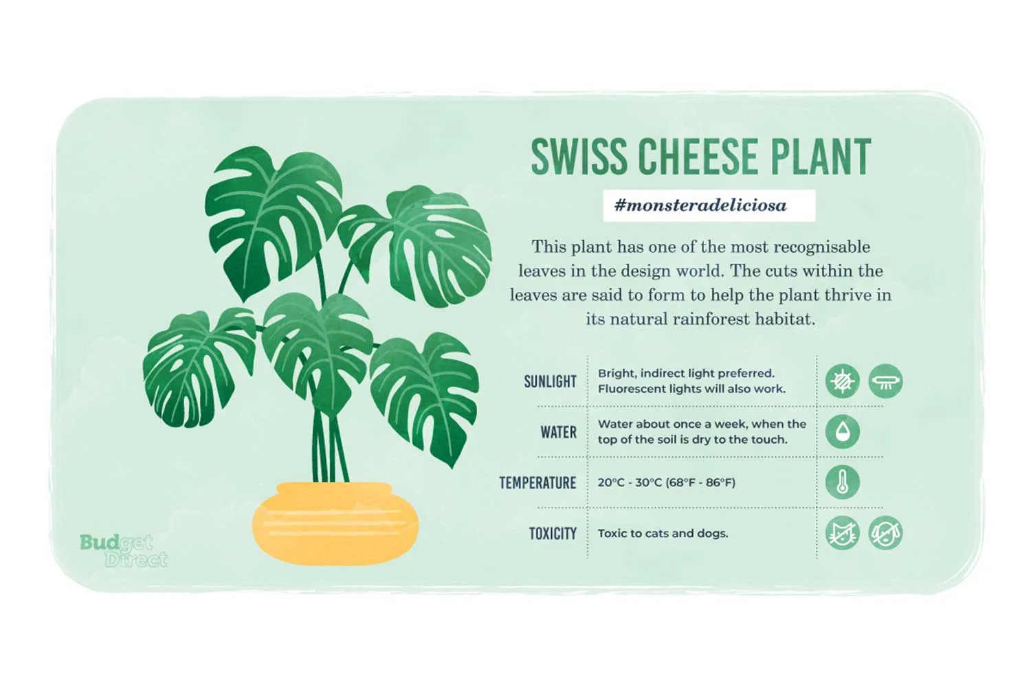 Swiss Cheese Plant