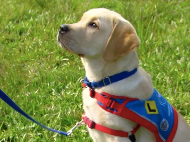 DR HARRY – DOGS WITH JOBS