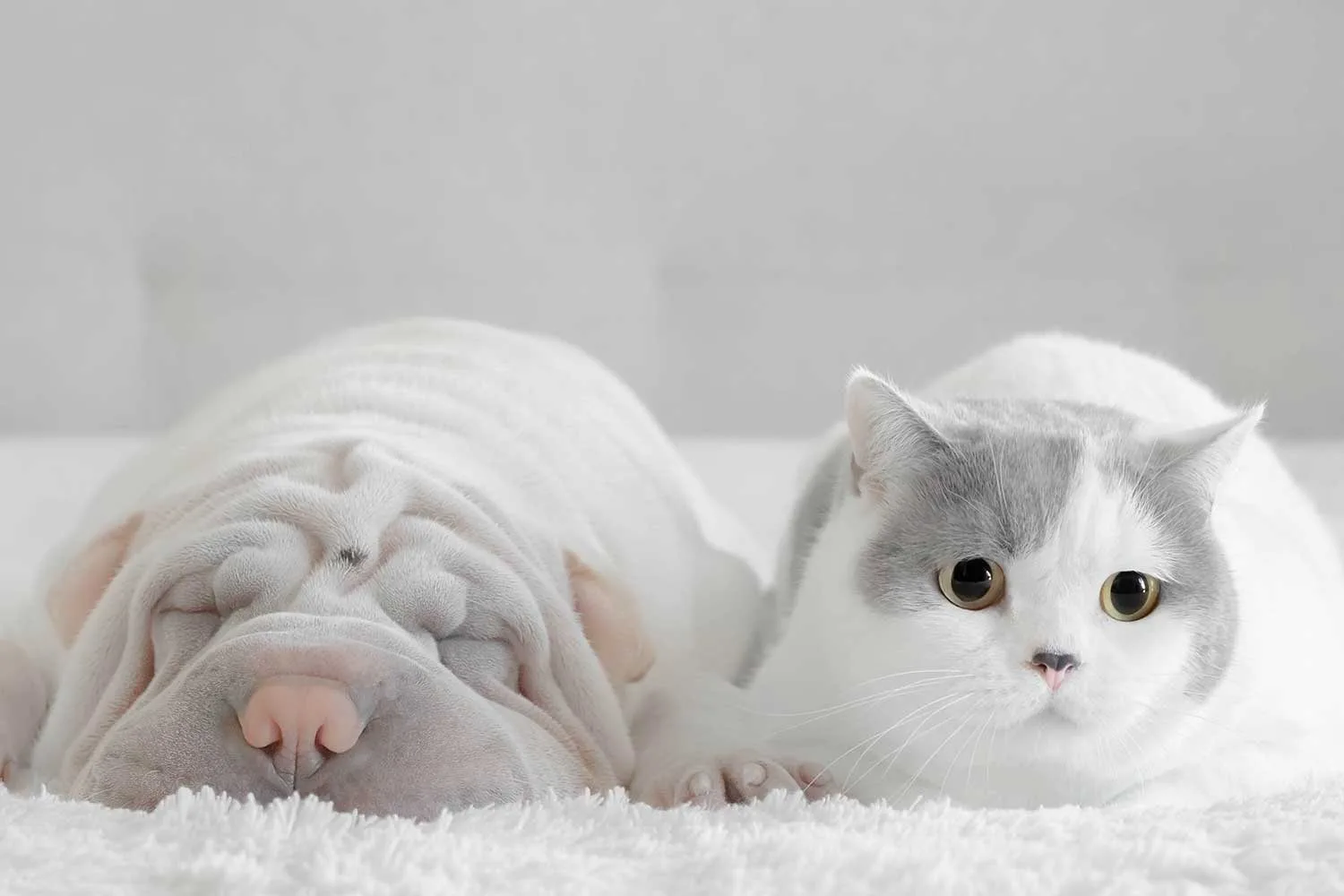 4 ingenious Ikea hacks for pets