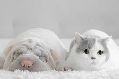 4 ingenious Ikea hacks for pets