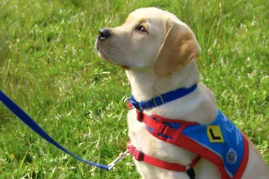 Dr Harry visits working dogs