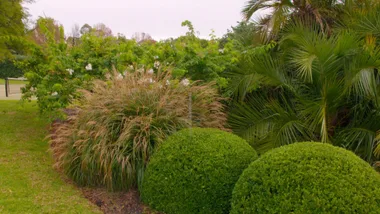 Charlie visits Michael Cooke’s garden