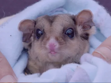 Dr Harry meets bushfire rescue volunteers